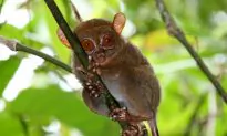Tarsiers Communicate Using Ultrasound