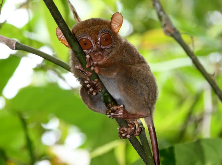The Philippine tarsier, Tarsius syrichta, is the focus of a study on its ultrasonic mode of communication. (Courtesy of Nathaniel Dominy)