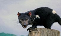 Tasmanian Devil Cancer Genome Sequenced