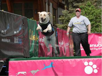 A golden lab leaps in the Eukanuba DockDogs Speed Retrieve at the Teva Mountain Games. (Lisa R. Ellsmore/The Epoch Times) A golden lab leaps in the Eukanuba DockDogs Speed Retrieve at the Teva Mountain Games. (Lisa R. Ellsmore/The Epoch Times)
