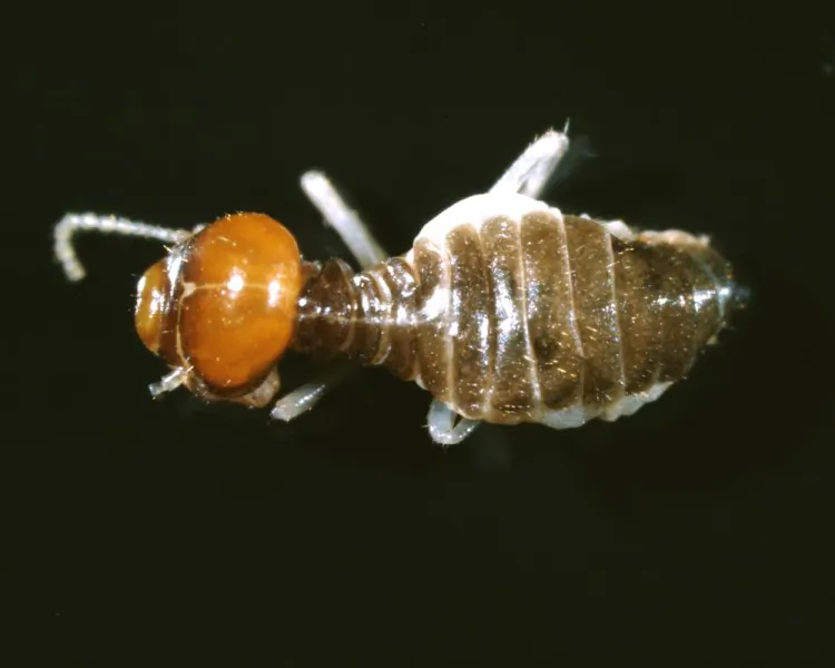The termite Tumulitermes tumuli, photographed under a microscope. (Aaron Stewart, CSIRO/Fresh Science)