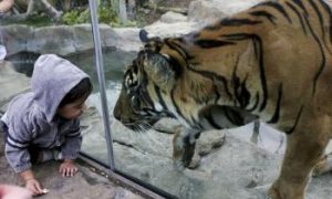 Auckland Zoo Bans Chocolate to Save Animals