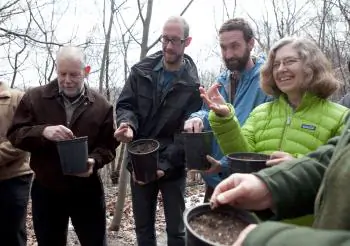 New York: Parks Get Blight-Resistant American Chestnut Seeds