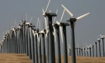 Wind Turbines Lethal for Migratory Bats