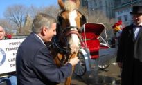 Councilman Rallies Behind Horse-Drawn Carriages