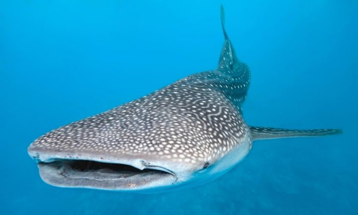 Whale sharks spend around 2.5 hours at the surface, on average, to warm up after making very deep, long day dives. (Krzysztof Odziomek/Photos.com)