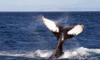 NZ to Urge Japan to Stop Whaling at International Meeting