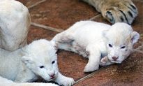 Belgrade Zoo Boasts Newly-Born White Lions