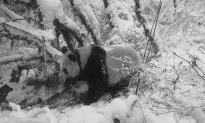 Zoning Policies Key to Harmony Between Pandas and People