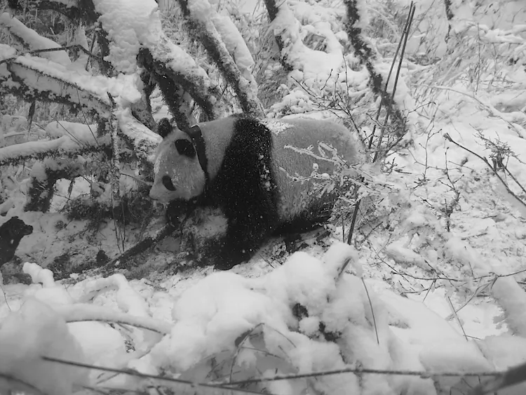 Zoning laws can help people and pandas live in peace. (Courtesy of MSU)