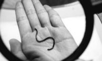 World’s Smallest Snake Found in China