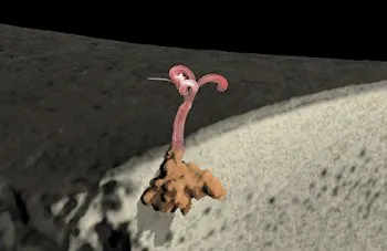 Bone-Munching Zombie Worms Found in Whale Fossil