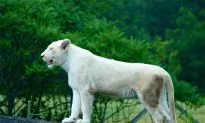 Toronto Zoo Names Animals