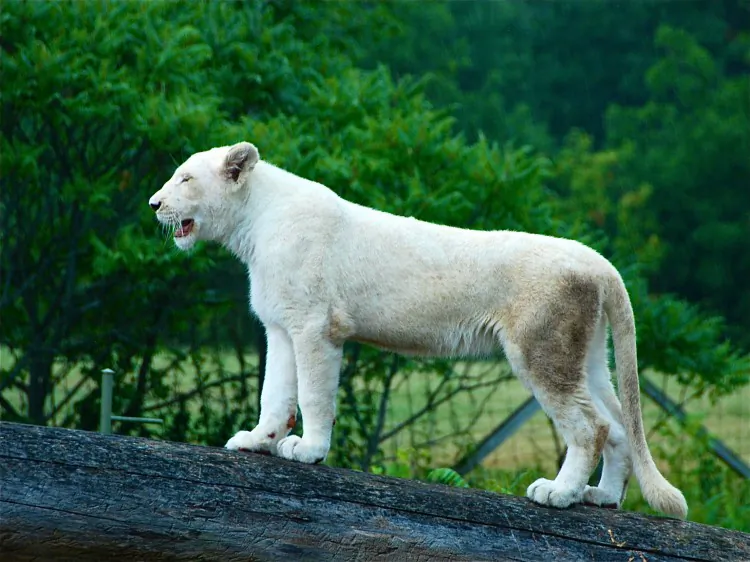 A young white lion in the Toronto Zoo on July 15, 2012. This lion, and two others, were among the animals named by online vote on Aug. 2, 2012. Other Toronto Zoo animals named include a babirusa piglet and two African penguin chicks. (Yue Pang/The Epoch Times)