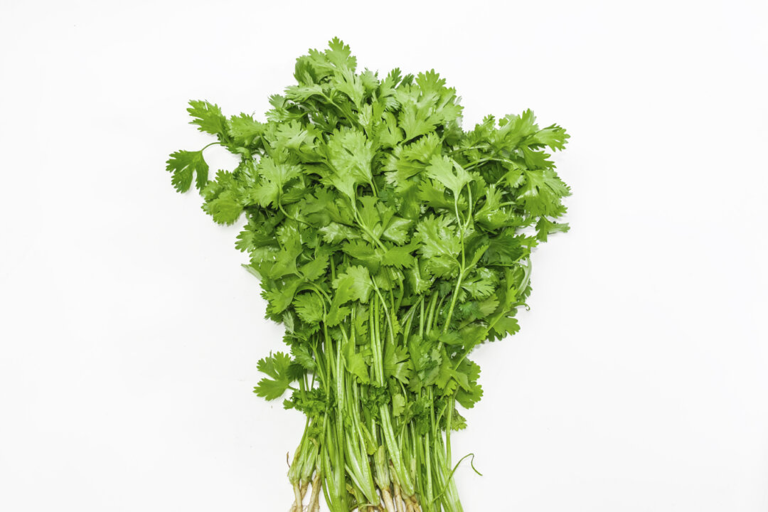 Fresh cilantro bunch. (anmbph/iStock)