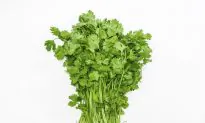 Cilantro, One of Mankind’s Most Popular Herbs