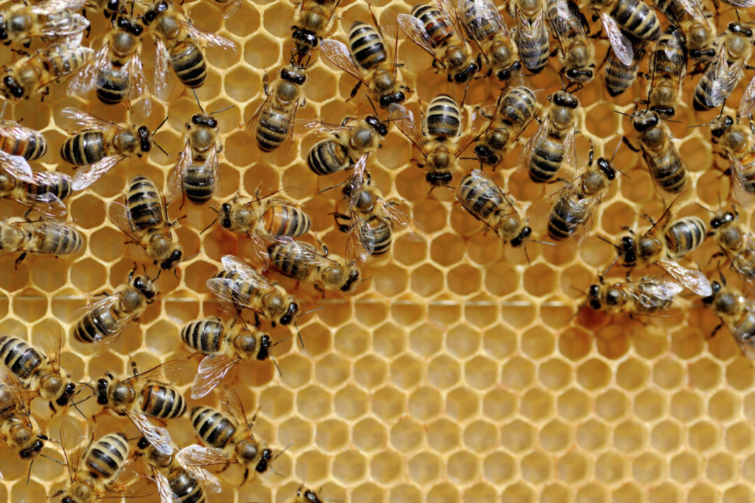 Medical science is rediscovering the healing power of honey. (Byrdyak/iStock)