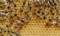 Cancer Nurse Calls Honey a ‘Game Changer’ for Wound Healing