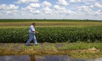 Some Midwest Farmers’ Crops Falter in Record Rains