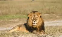 Cecil the Lion Has ‘Grand-Cubs’