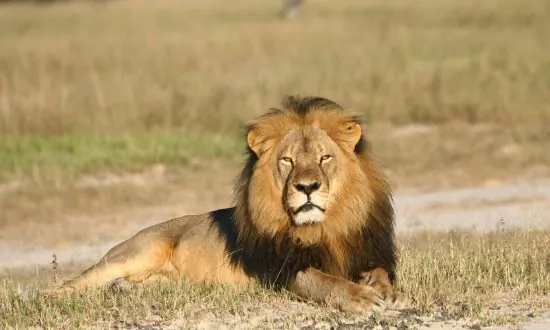 Cecil the Lion Has ‘Grand-Cubs’