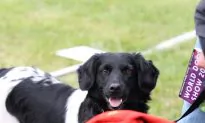 How Dogs Know a Face When They See One