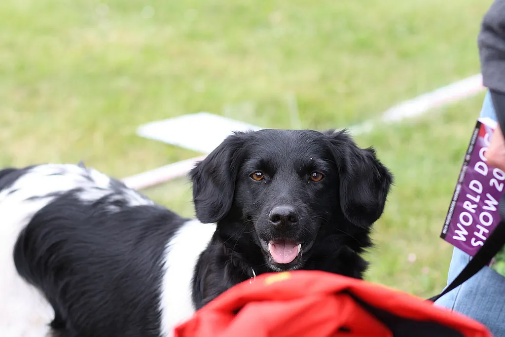 "Dogs are obviously highly social animals," Gregory Berns says, "so it makes sense that they would respond to faces. We wanted to know whether that response is learned or innate." (mjk23/CC BY 2.0)