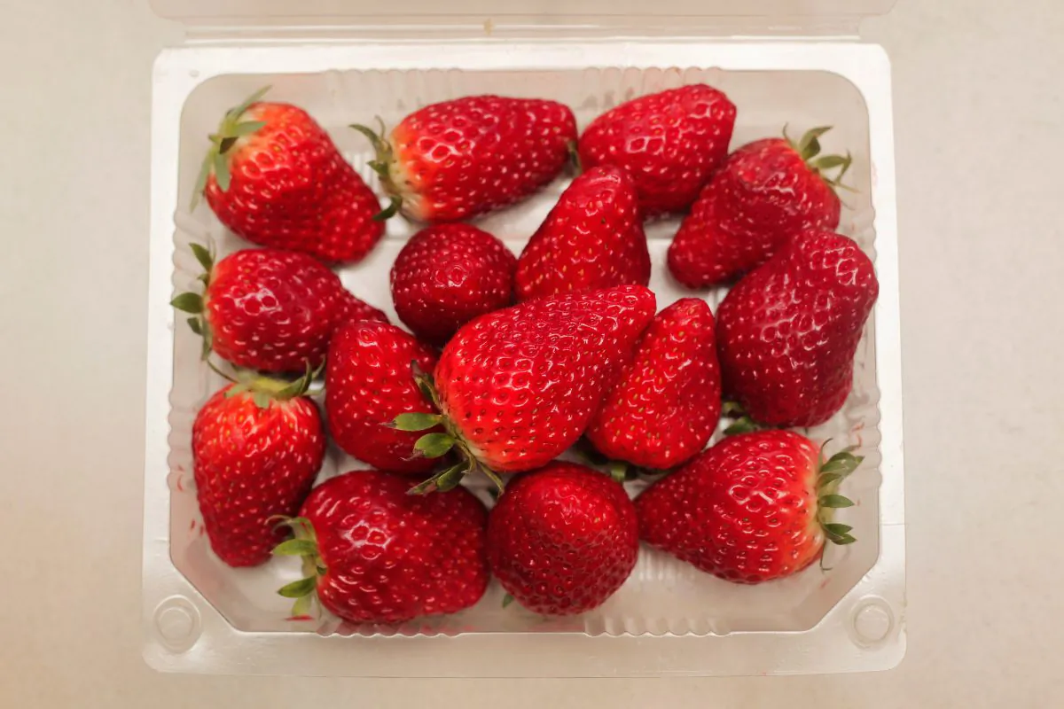 A new variety of strawberry is exhibited at the 7th International Strawberry Symposium on Feb. 18, 2012 in Beijing, China. (Lintao Zhang/Getty Images)