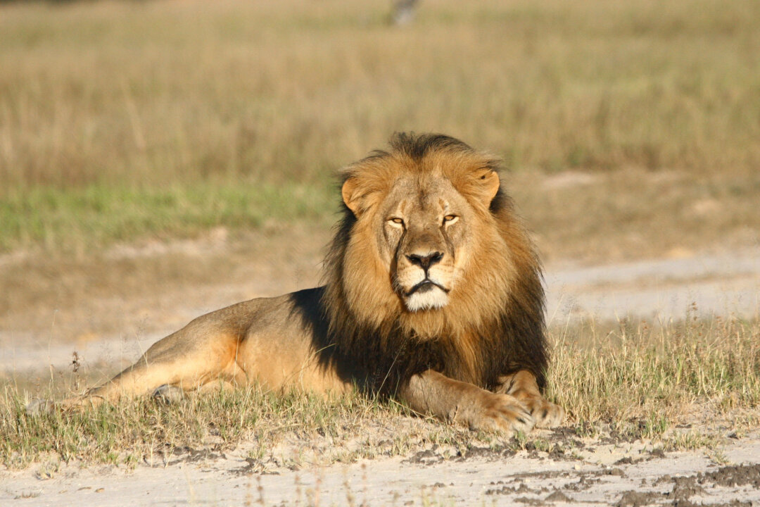Cecil the lion rests in Hwange National Park, in Hwange, Zimbabwe. (Andy Loveridge/Wildlife Conservation Research Unit via AP)