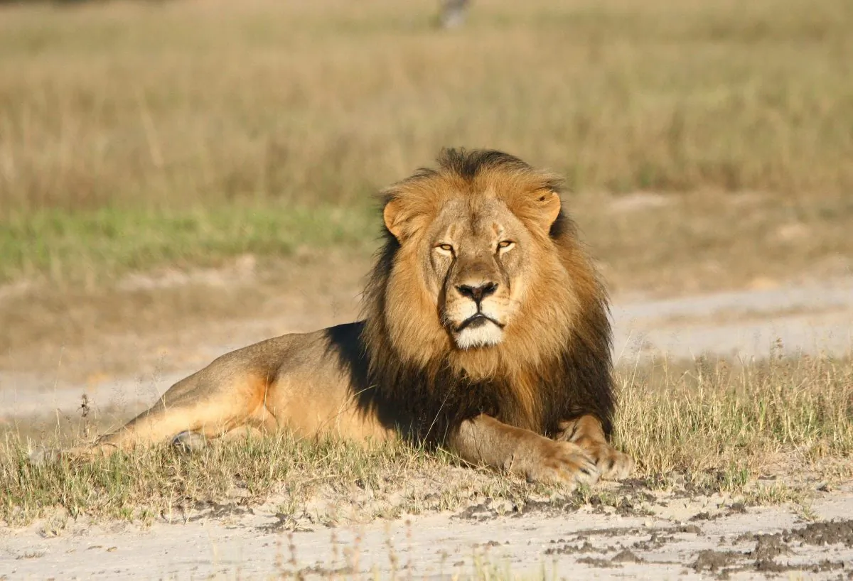 Cecil the lion rests in Hwange National Park, in Hwange, Zimbabwe. (Andy Loveridge/Wildlife Conservation Research Unit via AP)