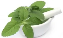 Basil: Herb of Scorpions, Doctors, and Kings
