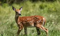 Police Officers Free Deer Trapped in Soccer Net
