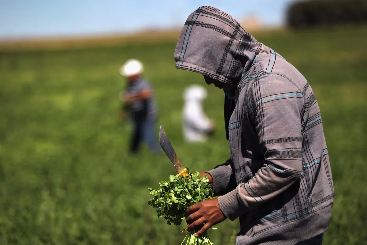 Migrant farm workers harvest organic cilantro in Wellington, Colo., in this file photo. (John Moore/Getty Images)