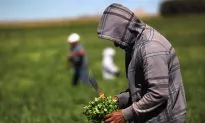 Report Challenges the Pro-Immigration Narrative