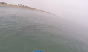 Paddleboarders Take Selfies With Great White Sharks in California