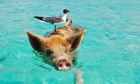 Friendly Swimming Pigs in Bahamas, No Kidding (+ Photos, Videos)