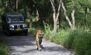Wildlife Groups Say 41 Tigers Have Died in India This Year
