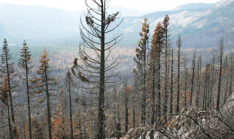 After Northern California fires like the Angora Fire in 2007, scientists are seeing species from drier, warmer areas increasingly taking over, says Jens Stevens. "It's a long process, but forest disturbance, be it thinning or wildfire, has the potential to hasten those shifts." (Steven Belcher/CC BY-SA 2.0)