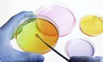Engineered Yeast Turns Sugar Into Painkiller