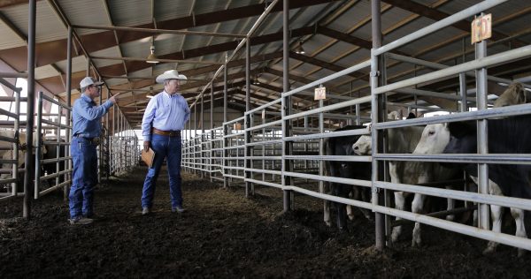 Texas and Southwestern Cattle Raisers Association special ranger Doug Hutchison, right, makes a visit to the Giddings Livestock Commission, Monday, June 22, 2015, in Giddings, Texas. Hutchison, one of 30 Special Rangers with the Texas and Southwestern Cattle Raisers Association, photographs suspected stolen livestock, accesses the associations databases of livestock brands and reports of missing animals and consults with sheriffs offices. (AP Photo/Eric Gay)