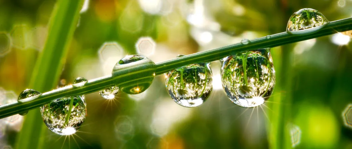 Researchers discovered that the "dancing droplets" are real, and are more likely to propel themselves off of a strand if they merge from opposite sides—a finding that allowed the team to study the phenomenon in detail. (PRODylan Parker/CC BY-SA 2.0)