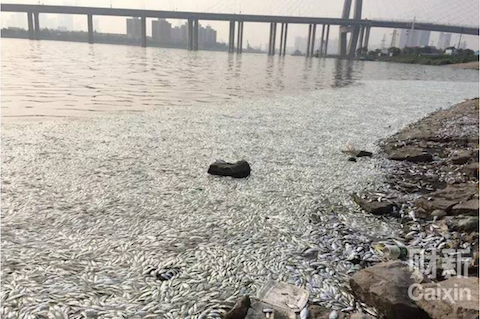 Dead fish wash up the shores of Haihe River in Tianjin, China, on Aug. 20, 2015. (Screen shot/Caixin)