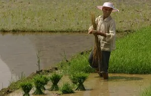 Unpaid Wages Cost Farmers Four to Every One Yuan
