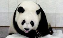Double Happiness as Panda Gives Birth to Twins