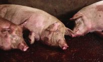 Pig Disease Toll Increases to 39