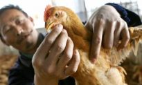 Attention to Bird Flu in China Increases