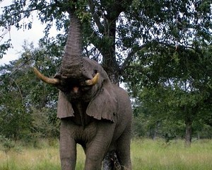There are currently 250 wild Asian elephants in the Xishuangbanna Nature Preserve, according to Wenweipo, a Hong Kong based newspaper. (Photos.com)