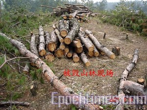 Destroyed woods in the mountain. (The Epoch Times) Destroyed woods in the mountain. (The Epoch Times)