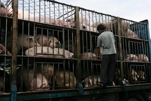 A vendor sends pigs to a slaughterhouse in Yichang, Hubei Province (China Photos / Getty Images, July 14 2007)