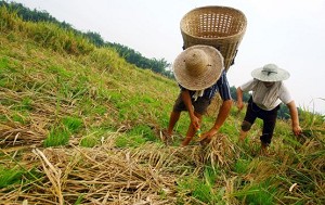 Villagers attempt to save their rice crops after last month's flooding in Bishan County on August 9, 2007 in Chongqing, China. (China Photos/Getty Images)